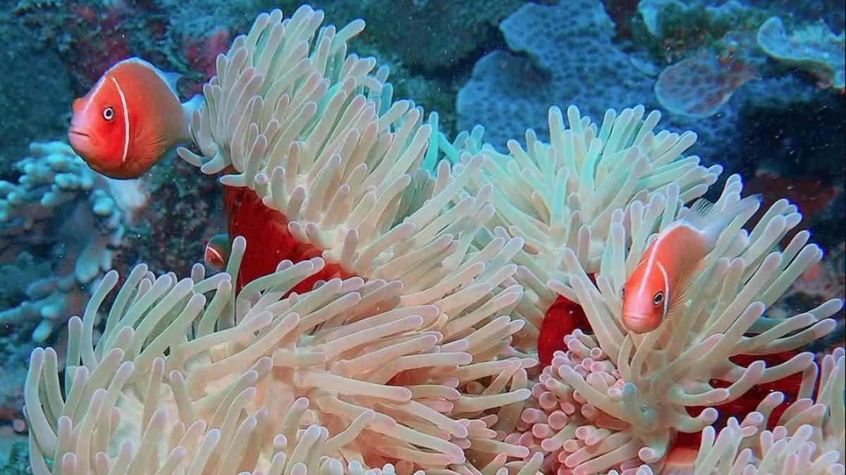 Anemonefish and sea anemone in the Blue Lagoon Beach Resort image collection