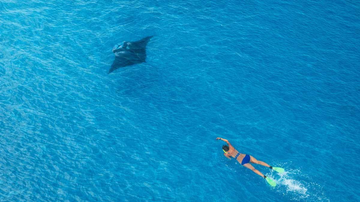 A snorkeller observing a manta ray in clear blue water near Mantaray Island