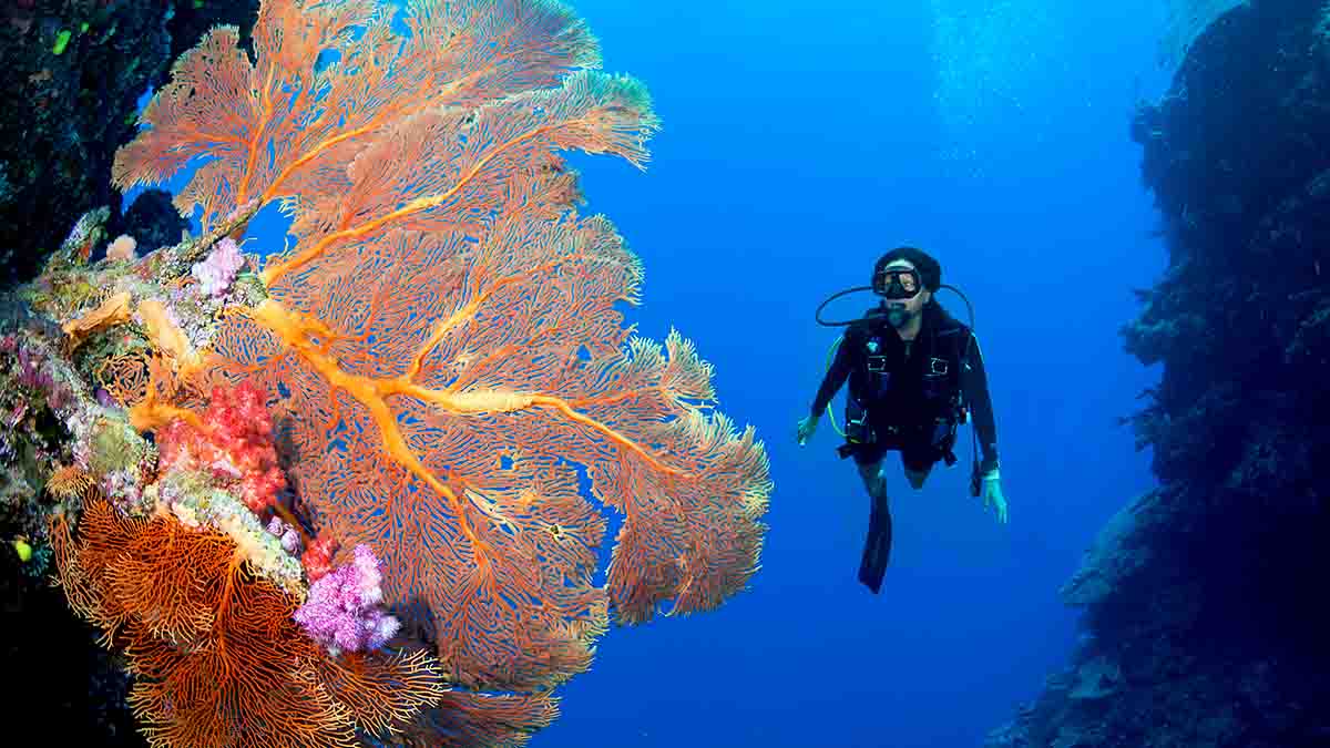 Scuba diver beside a sea fan on a Namale dive experience