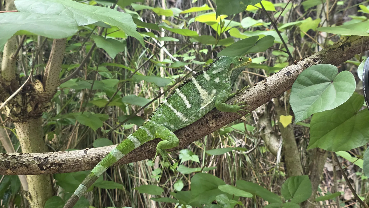 A Fijian crested iguana resting on a branch at Six Senses Fiji