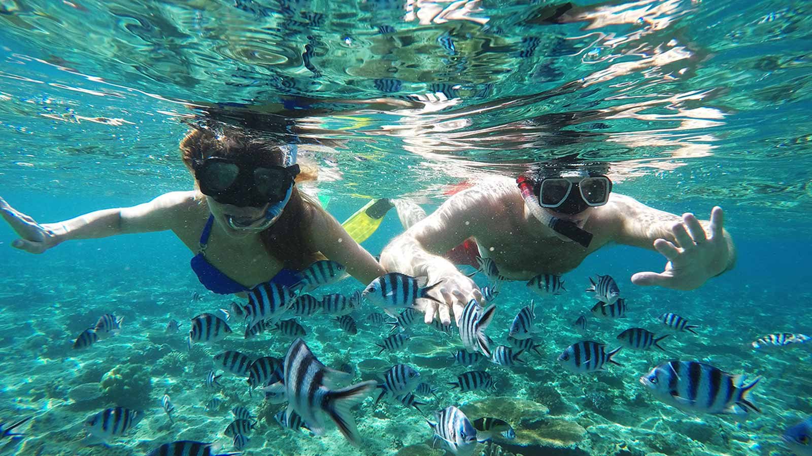 Guests snorkelling above a reef during a Tropica Island Resort experience